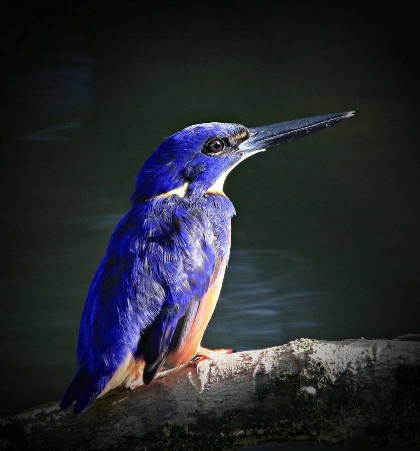 Egrets Rest Villa เดนทรี ภายนอก รูปภาพ