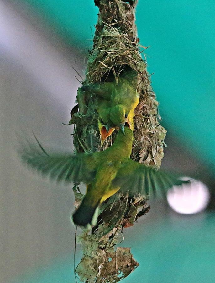 Egrets Rest Villa เดนทรี ภายนอก รูปภาพ